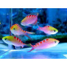 Pseudanthias flavoguttatus 3-5 cm